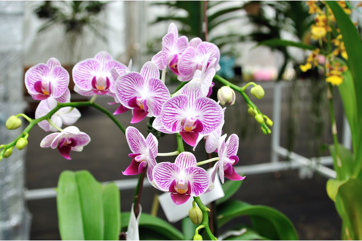 Qual a diferença entre orquídea cymbidium e dendrobium?