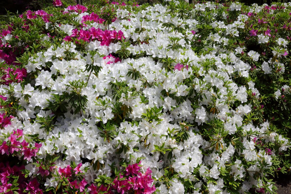 Saiba de 3 plantas perfeitas para cerca viva com flores