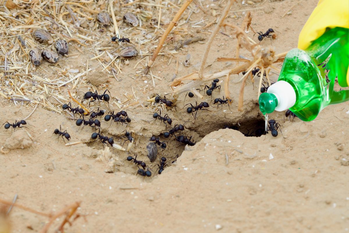 Misturinha com detergente para eliminar pragas: veja como fazer