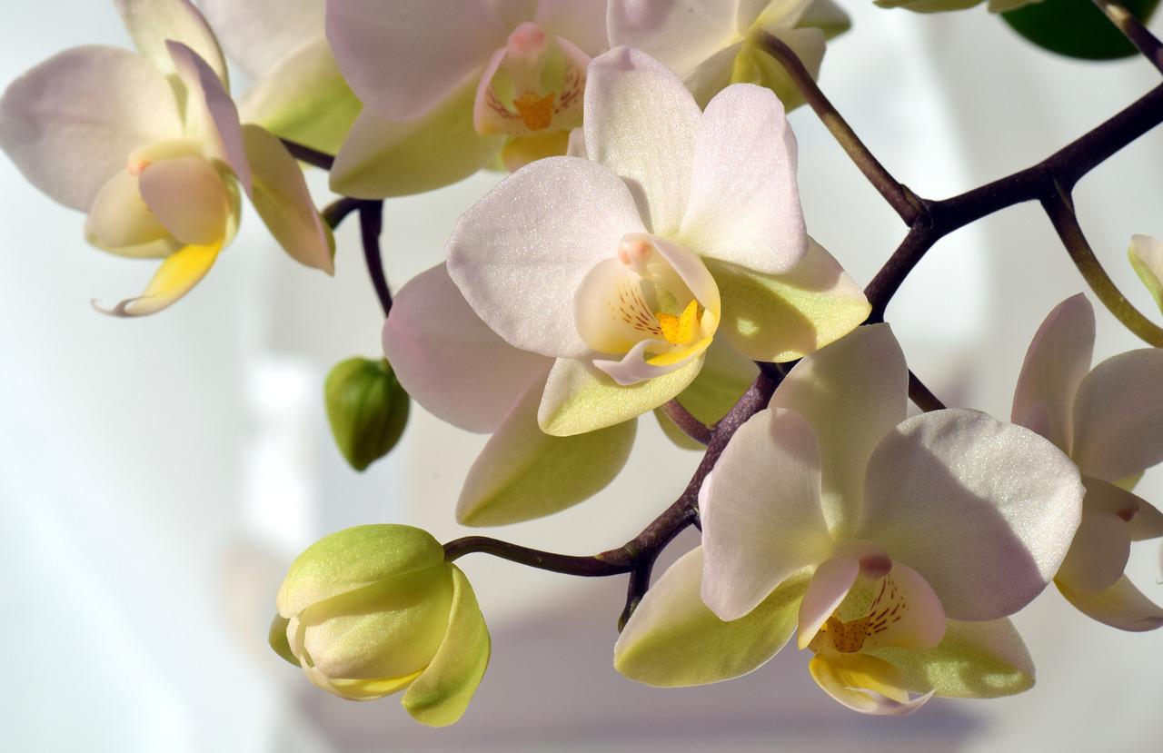 O que as orquídeas não gostam?