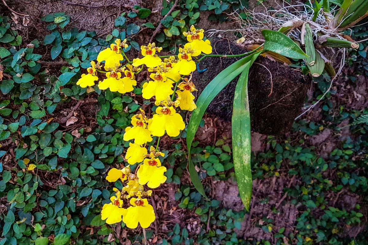 Orquídea Chuva de Ouro - Reprodução Canva