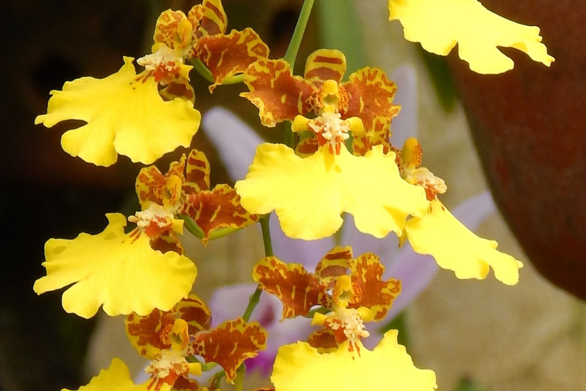 Orquídea Chuva de Ouro_ descubra o que a faz explodir em flores - Reprodução Canva
