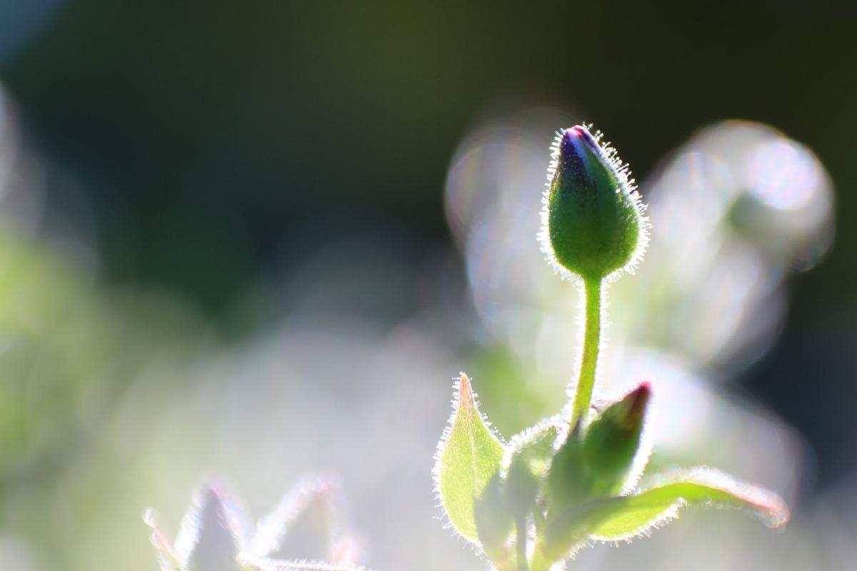 Qual é o processo para uma flor florescer