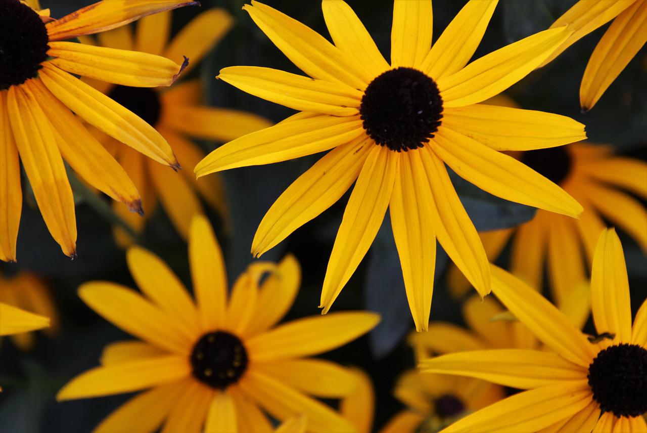 Qual flor de jardim floresce o ano todo?