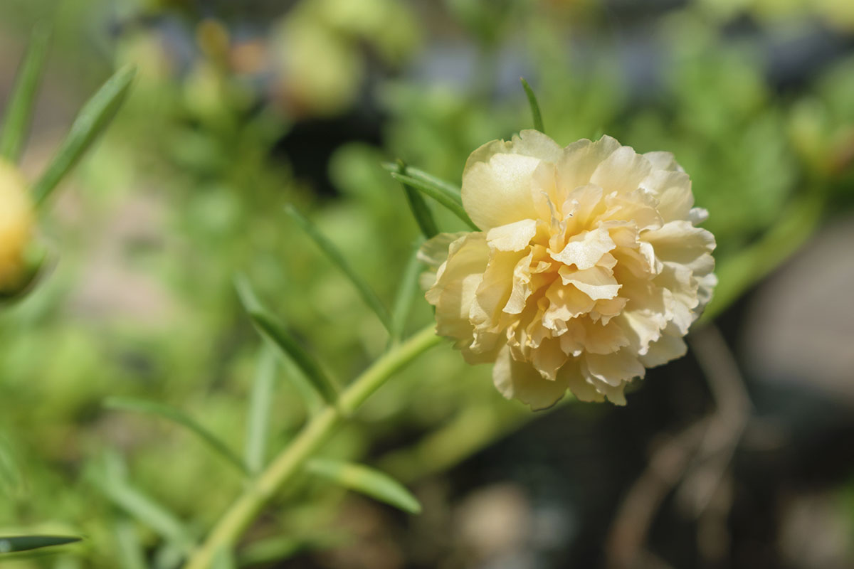 Saiba qual é o adubo ideal para onze-horas e faça seu jardim explodir em flores rapidamente - Reprodução Freeík