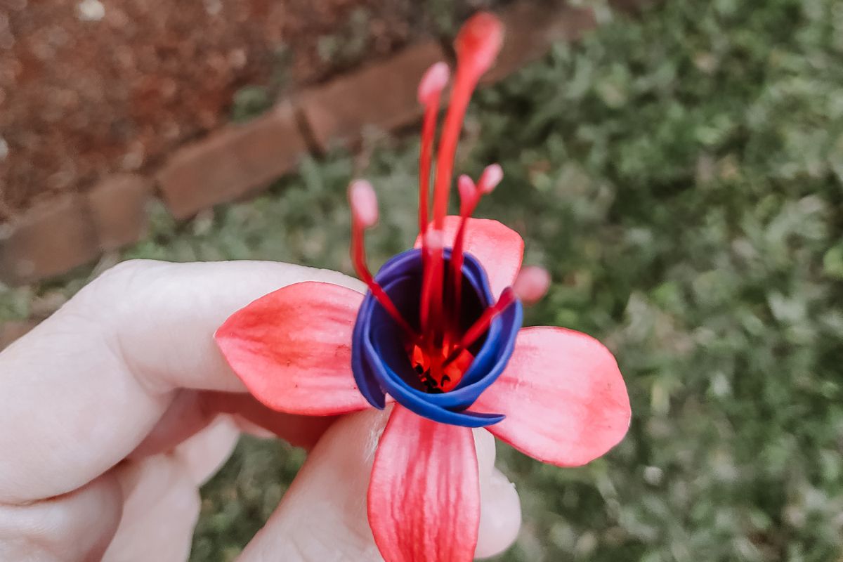 brinco-de-princesa - Reprodução Canva