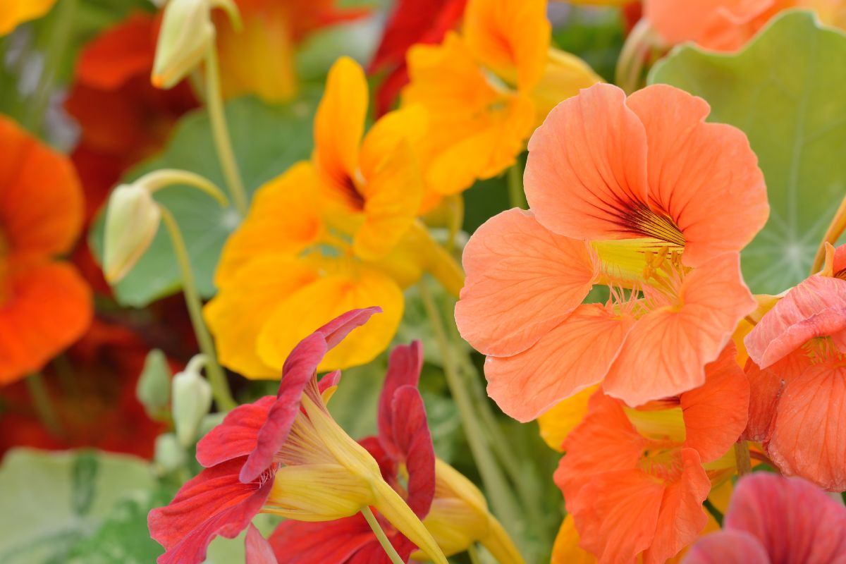 capuchinha - Reprodução Canva