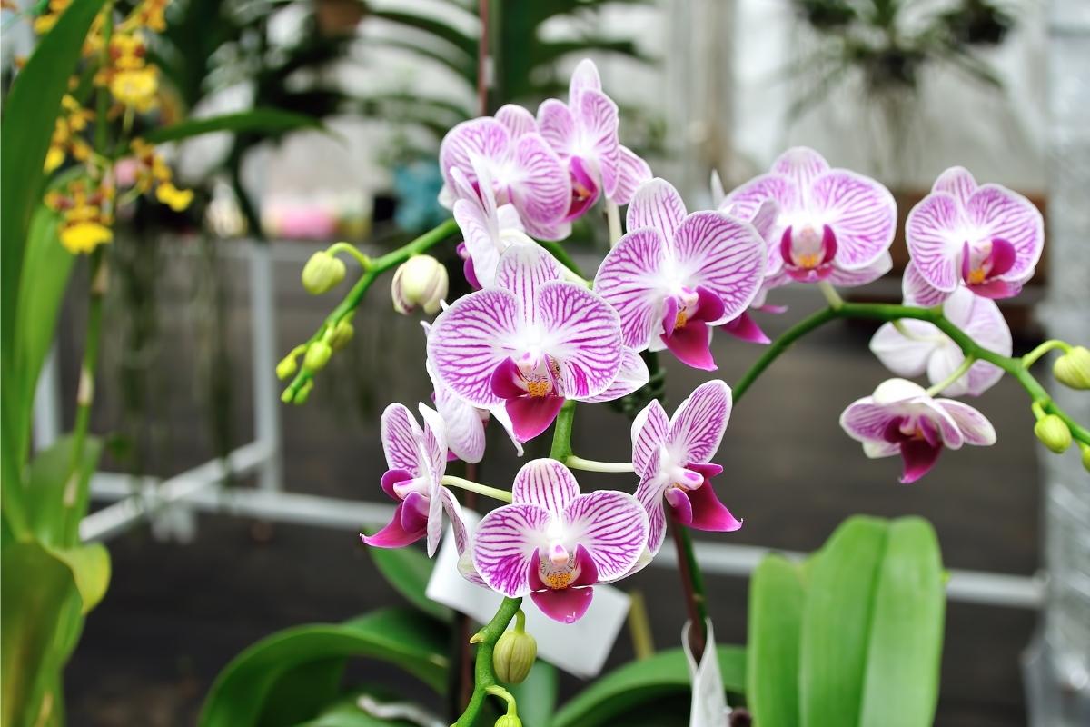 cuidar de uma orquídea para ficar bonita