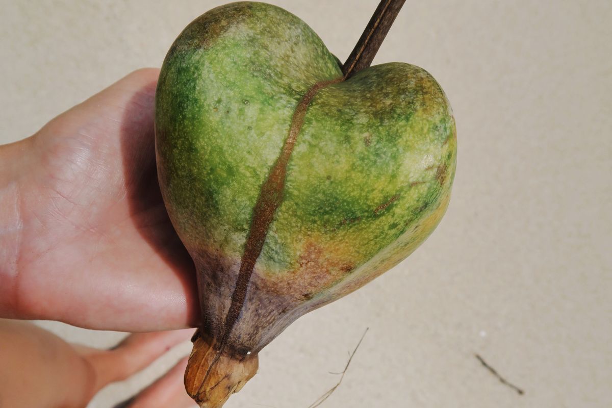fruta desconhecida - Reprodução Canva