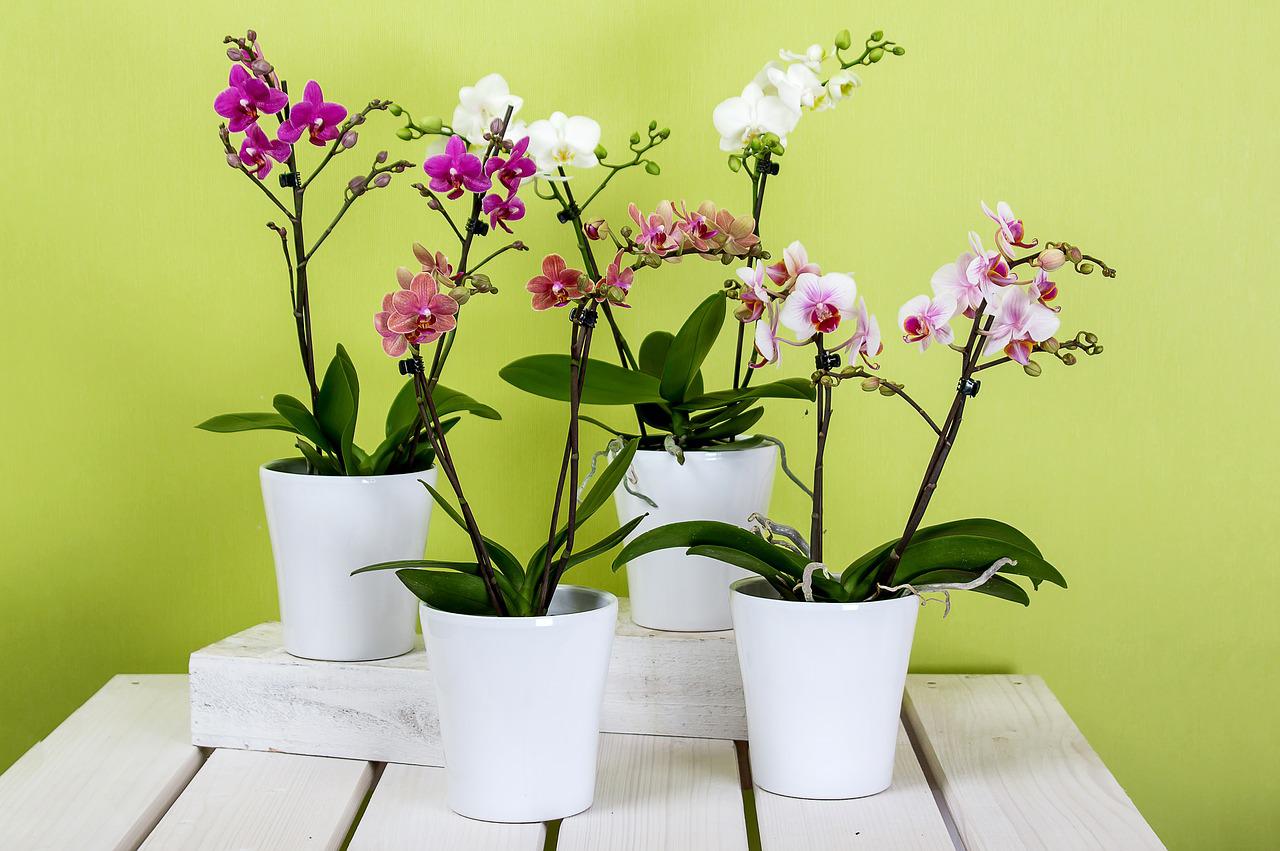 Como cuidar de uma orquídea para ficar bonita?