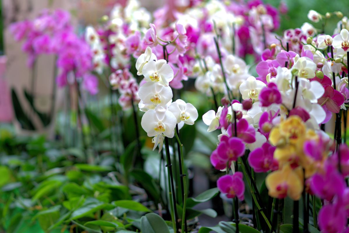 orquídeas - Reprodução Canva