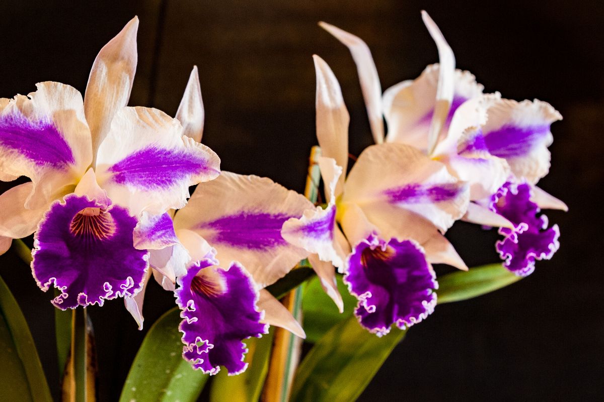 orquídeas fáceis de cuidar - Reprodução Canva