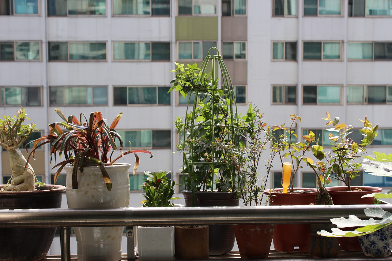 Plantas fáceis de cuidar em apartamento