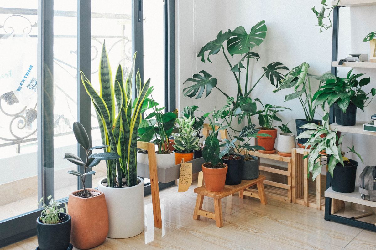 Como cuidar de plantas dentro de casas