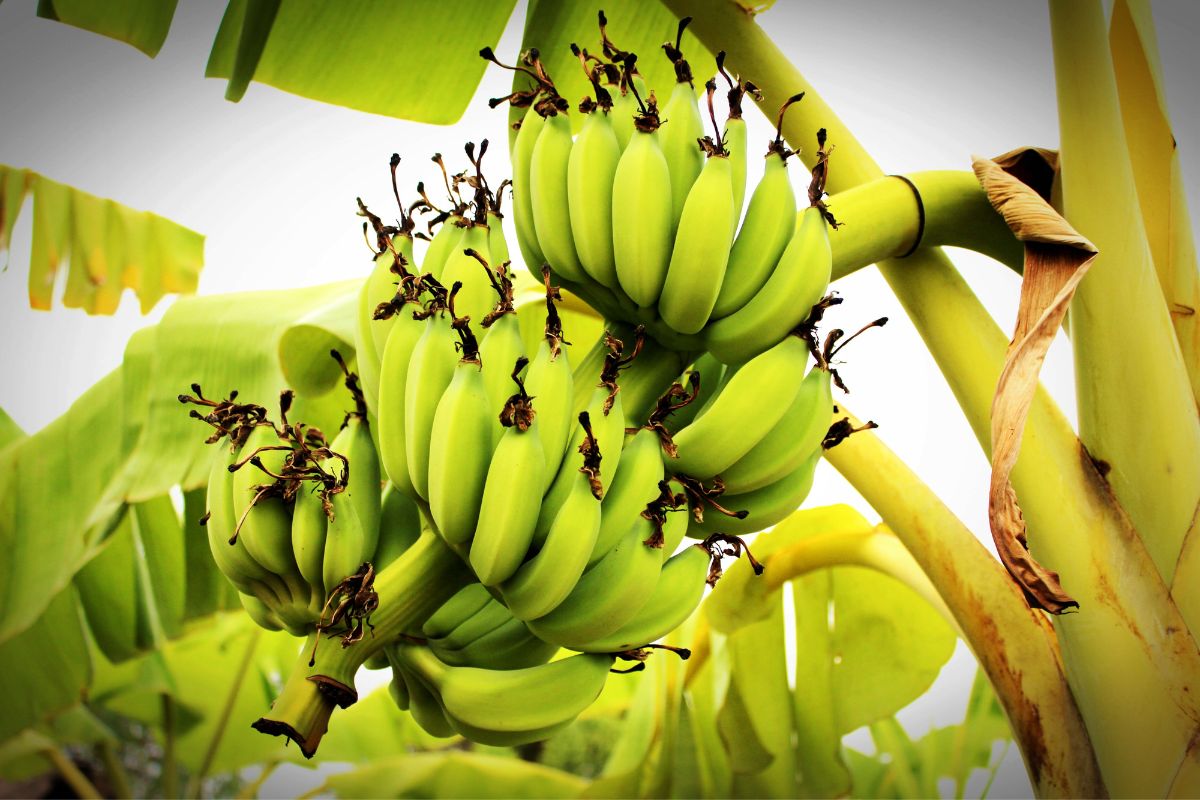 Dá para acelerar o amadurecimento da banana nanica_ - Reprodução Canva