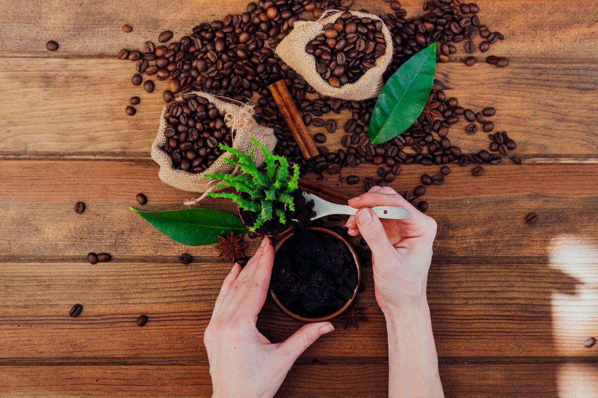 Confira a receita de um fertilizante natural a base de borra de café - Imagem: Canva