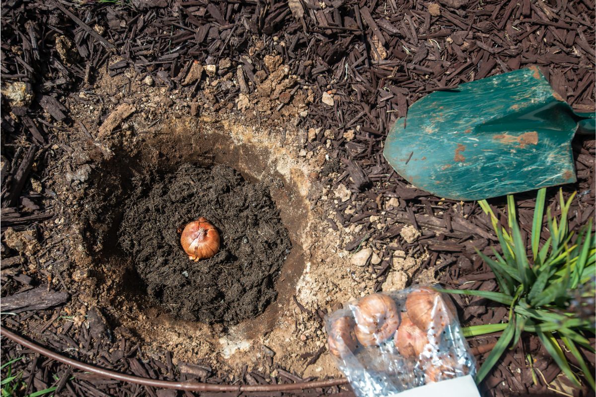 Aprenda a maneira correta de cultivar Gladíolos a partir dos bulbos