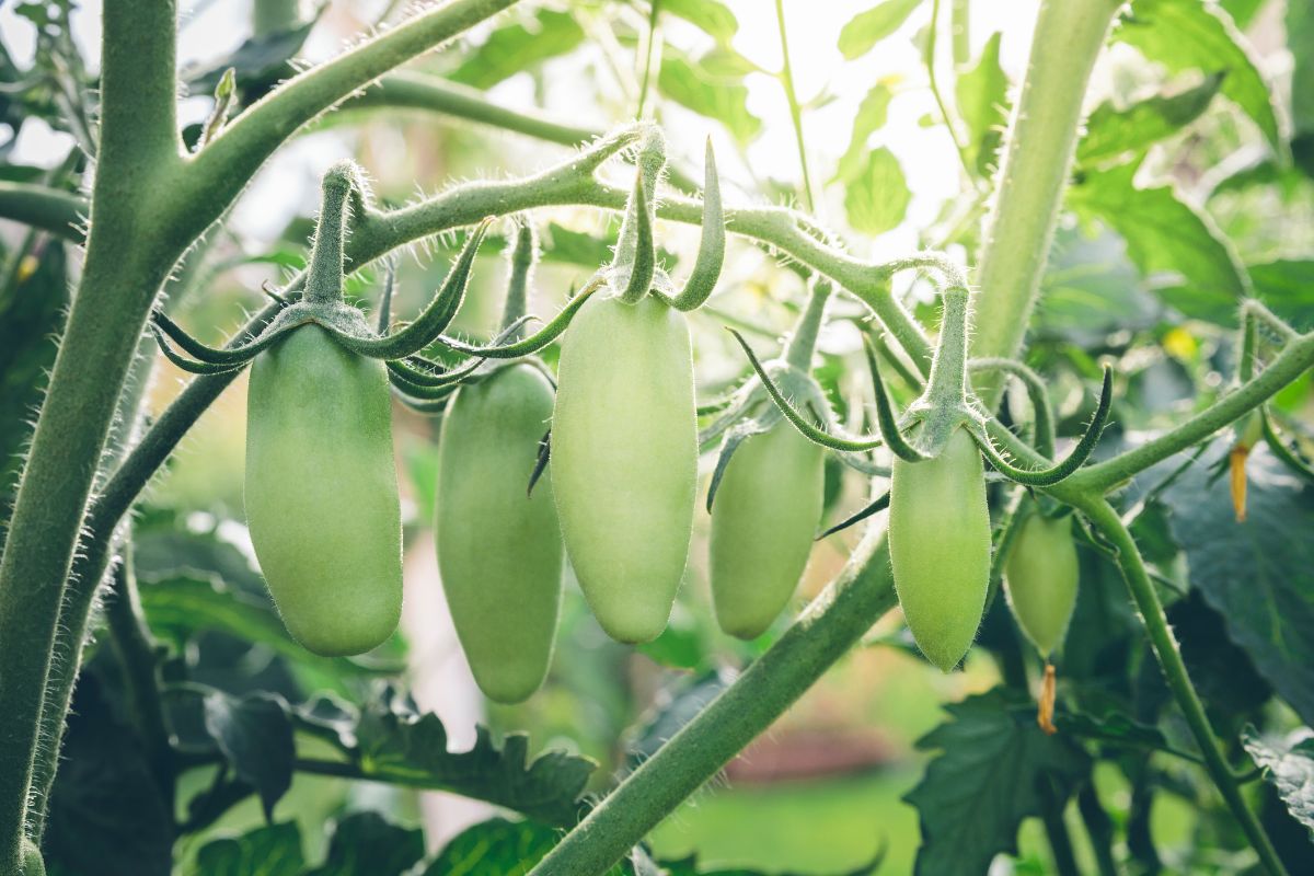 Aprenda os segredos para cultivar deliciosos tomates pomodoro no seu quintal