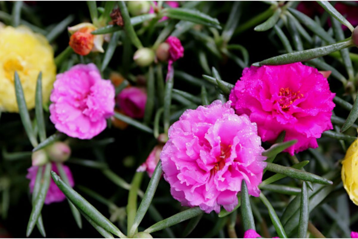 Saiba o que é necessário para onze-horas alastrar nas floreiras - Imagem: Canva Pro
