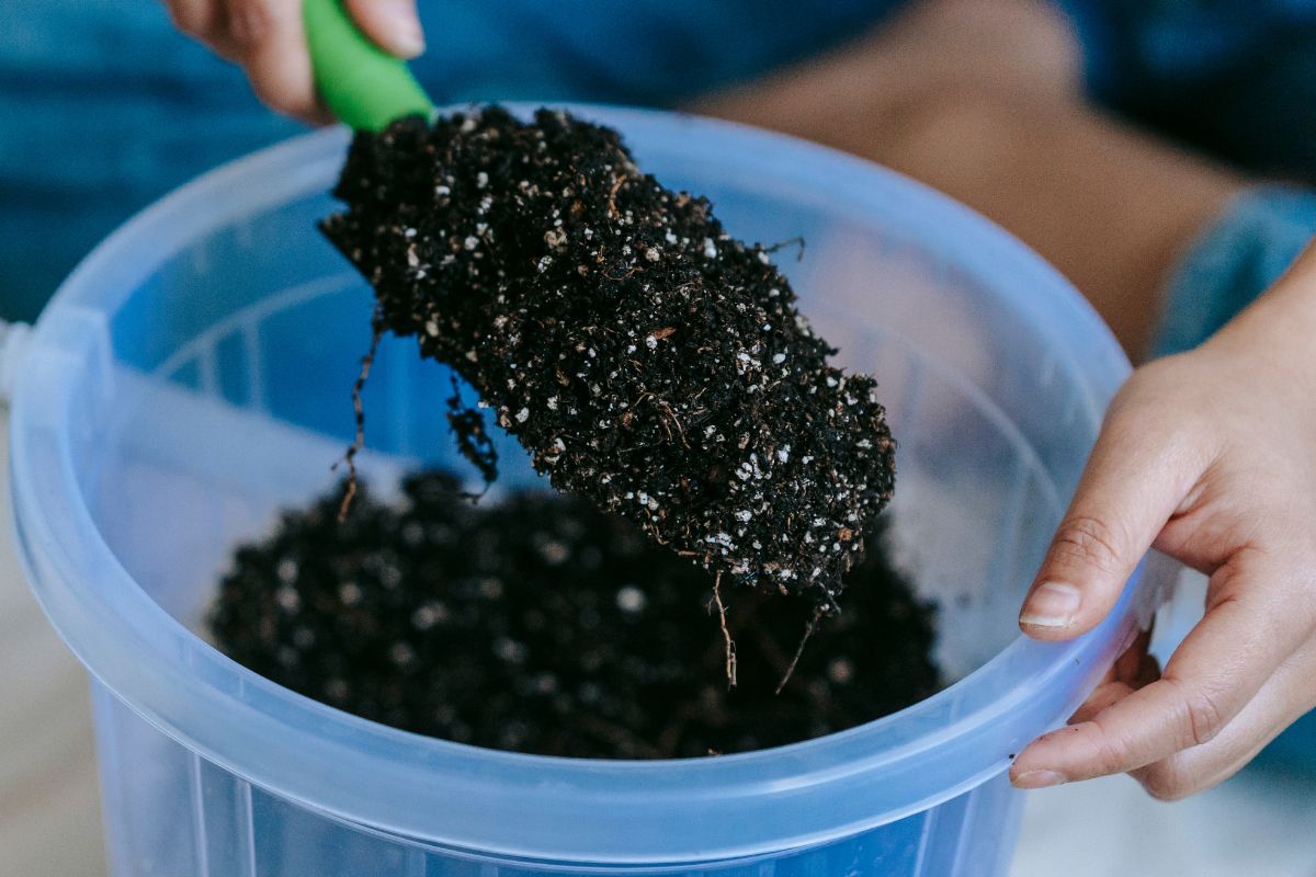 Como cultivar impatiens ou beijinho colorido?
