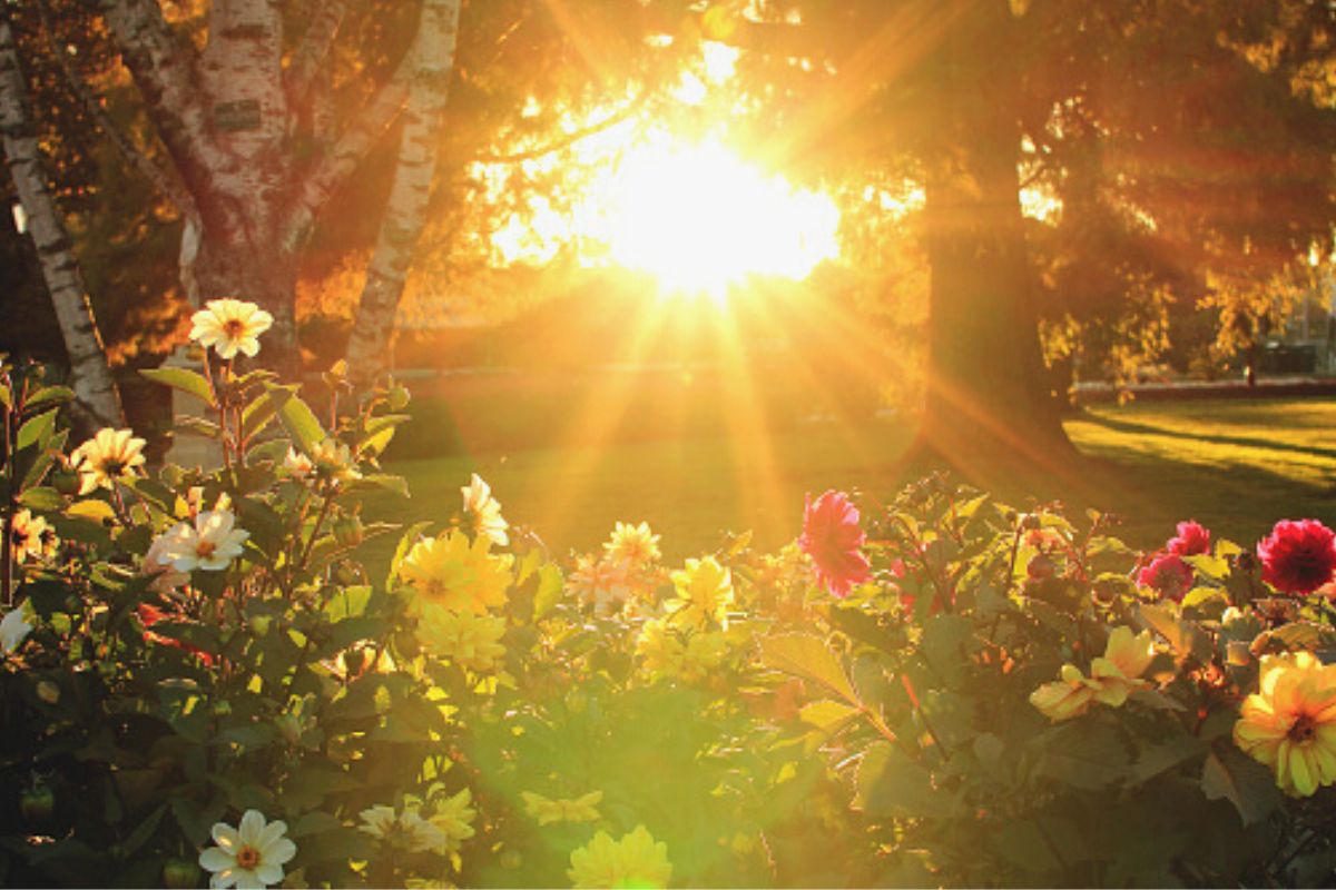 Conheça 10 folhagens que preferem sol e claridade e acerte nas plantas -Reprodução Canva