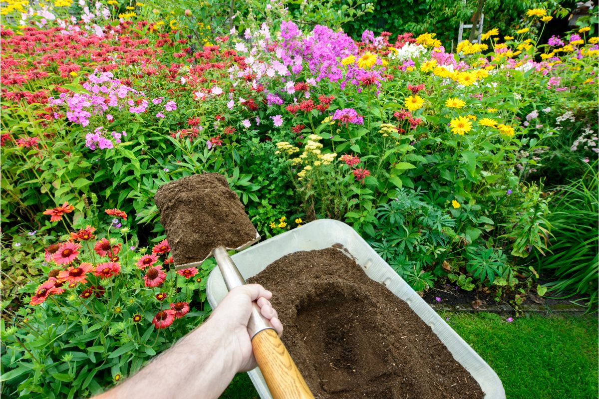 Entenda a diferença entre terra vegetal e substrato e use corretamente