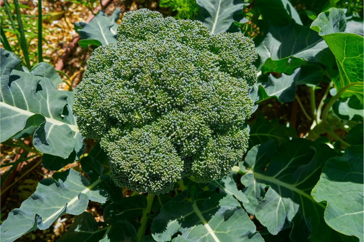 É possível cultivar brócolis a partir do talo? - Imagem: Canva
