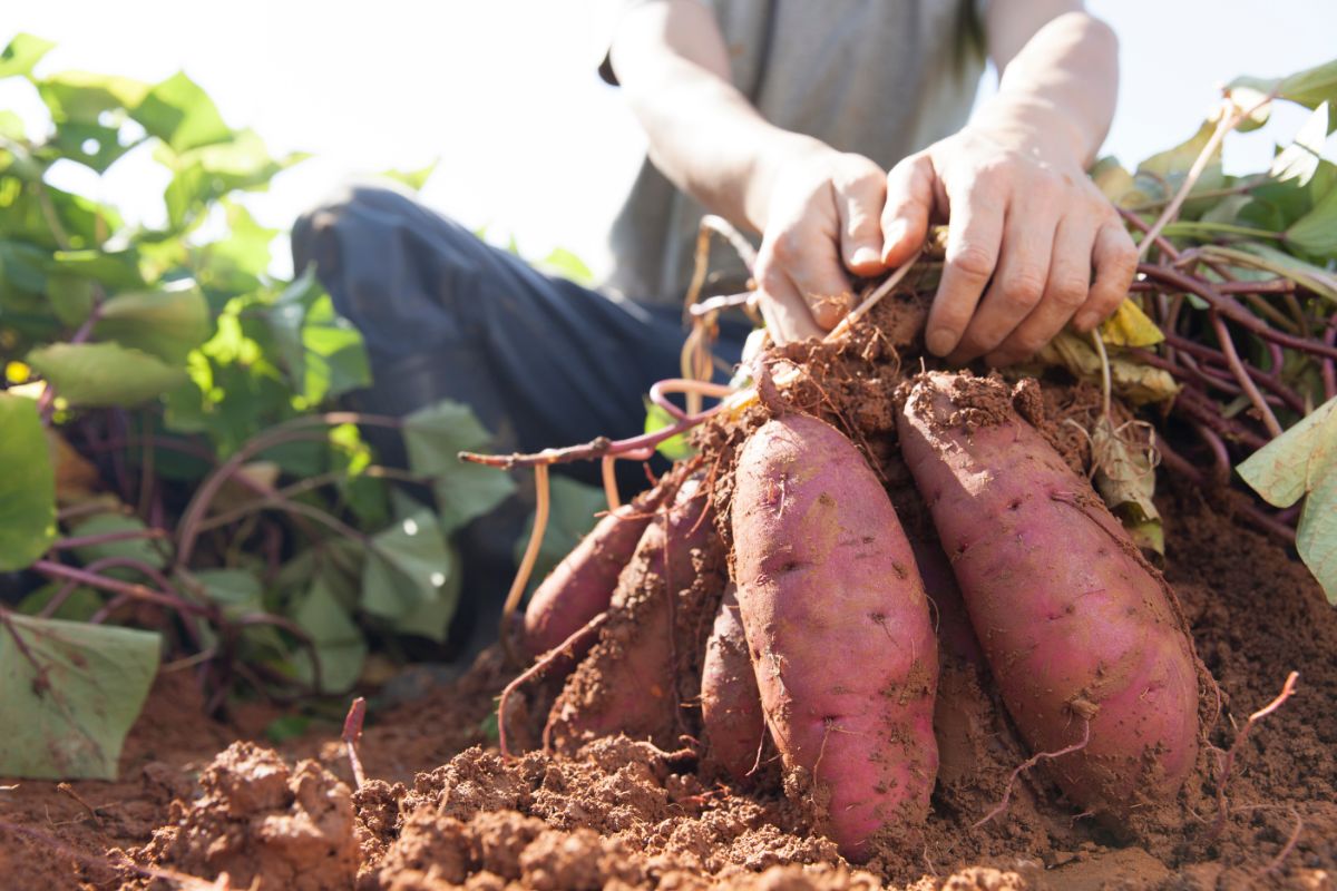Como plantar e colher batata doce? - Fonte: Canva