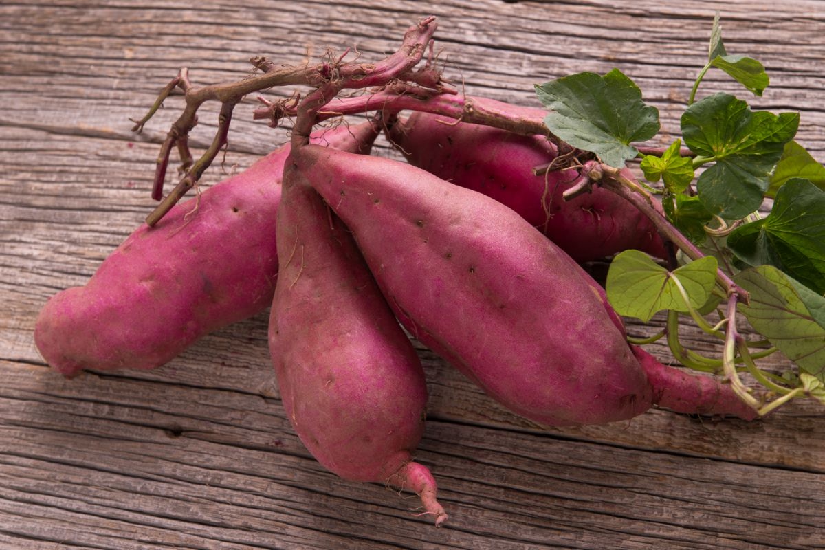 Como plantar e colher batata doce? - Fonte: Canva