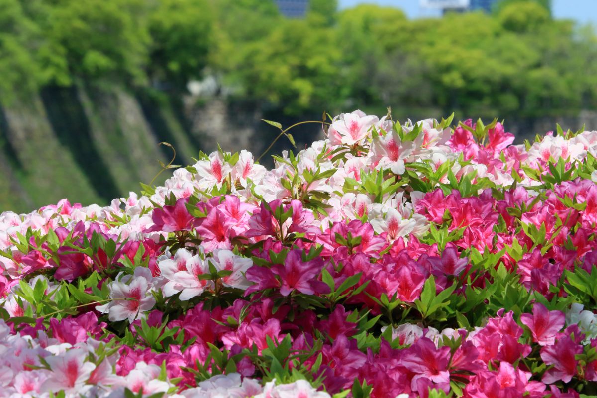 Quantas vezes a azaleia floresce por ano? — Reprodução Canva