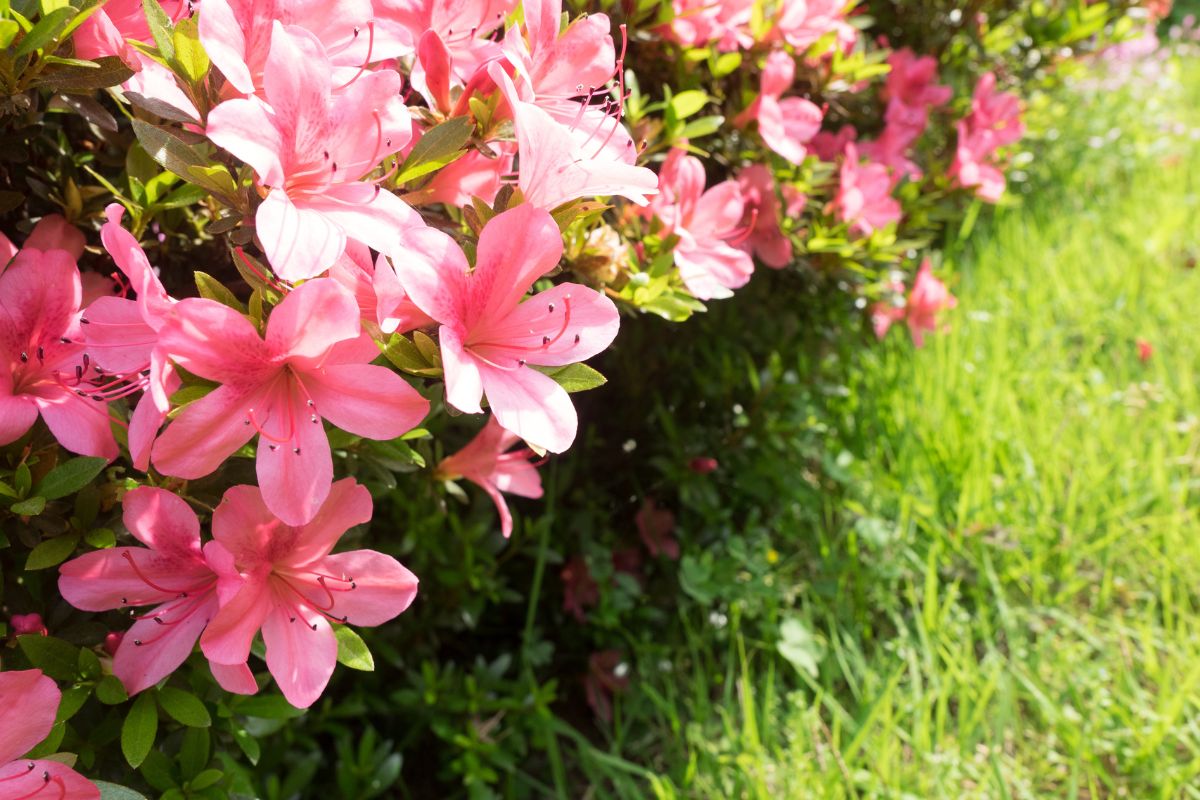 Quantas vezes a azaleia floresce por ano?