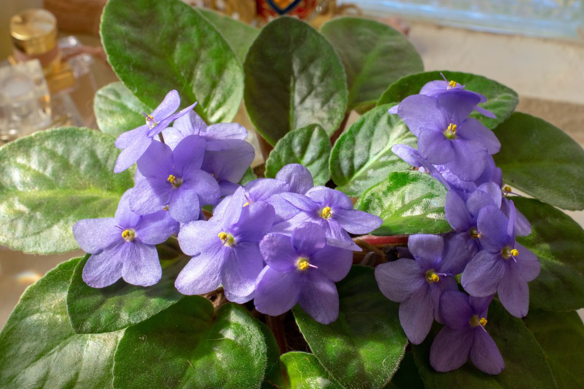 Quanto tempo dura a flor de violeta? — Reprodução Canva