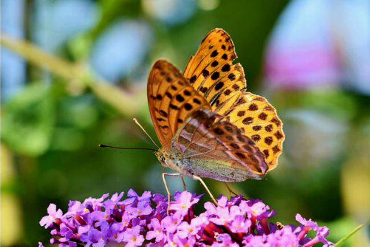 Veja 03 plantas perfeitas para atrair borboletas — Reprodução Canva