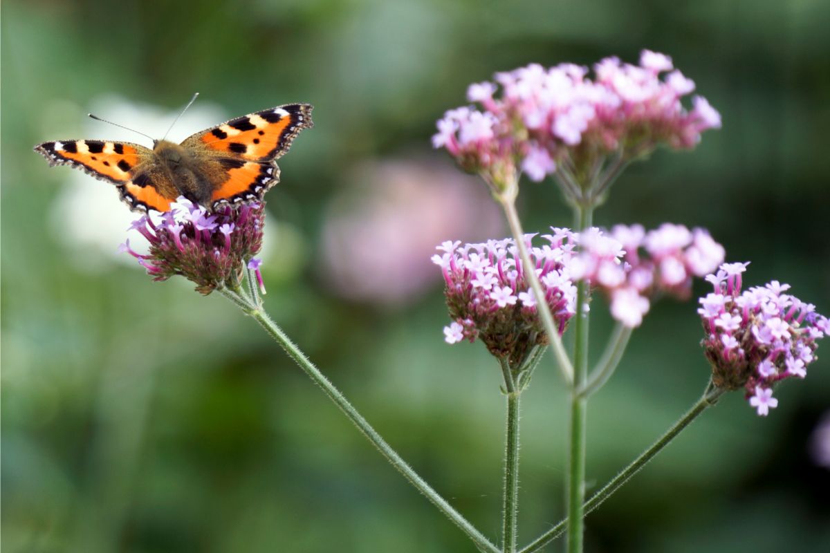 Veja 03 plantas perfeitas para atrair borboletas