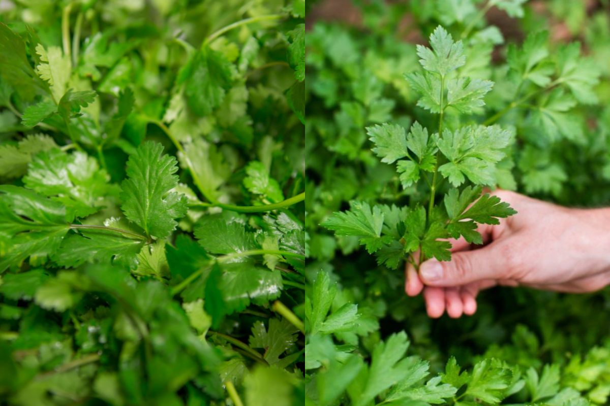 Como diferenciar salsinha e coentro pela folha? — Reprodução Canva