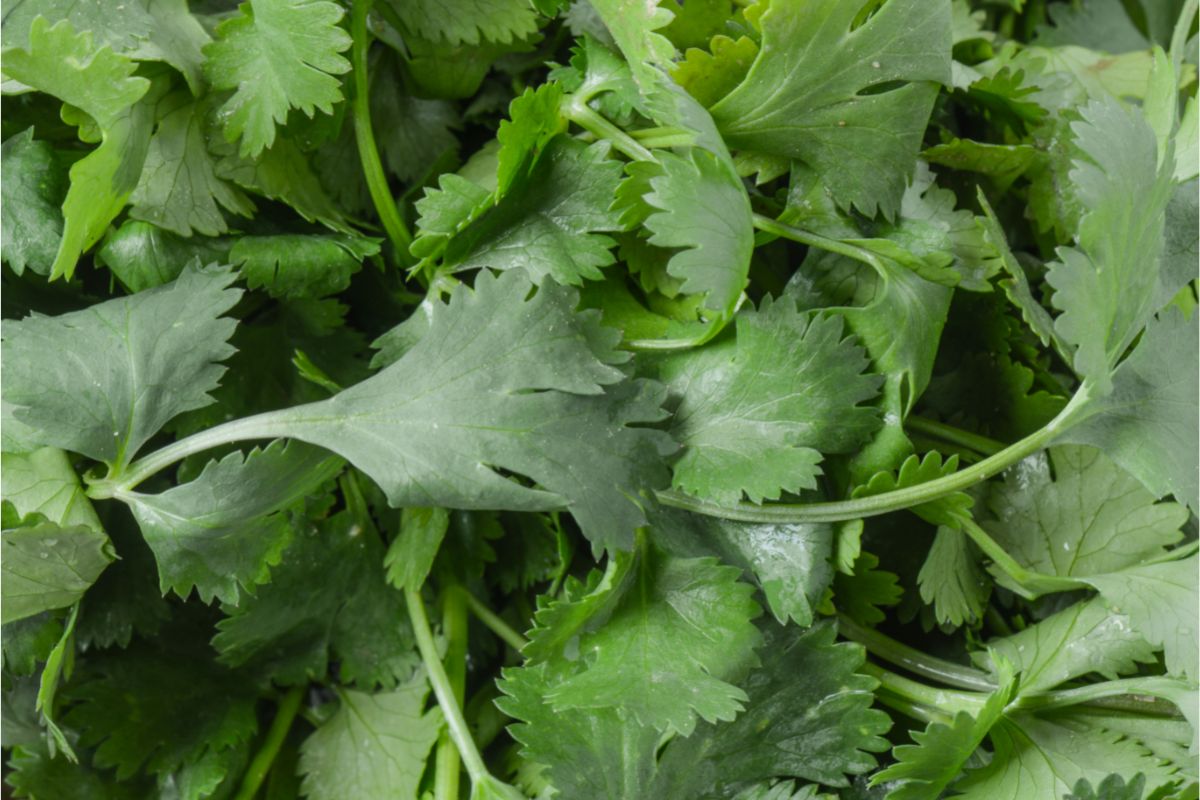 Como diferenciar salsinha e coentro pela folha?