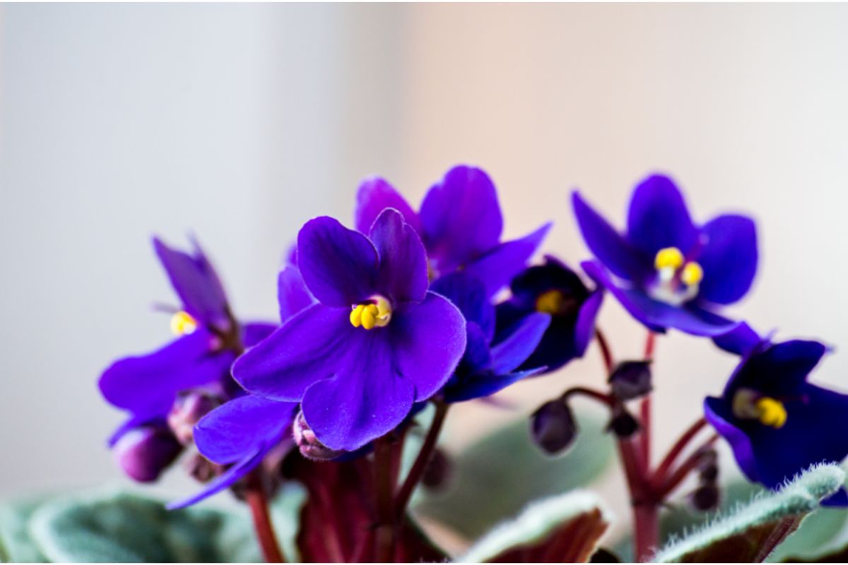 — Reprodução CanvaO que fazer para ter violetas sempre floridas? — Reprodução Canva
