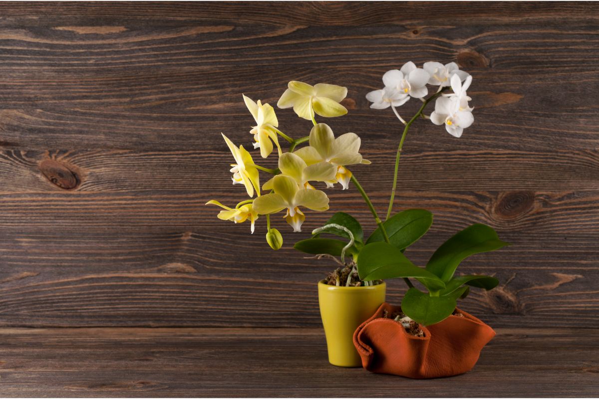 Como se deve cuidar de uma orquídea?