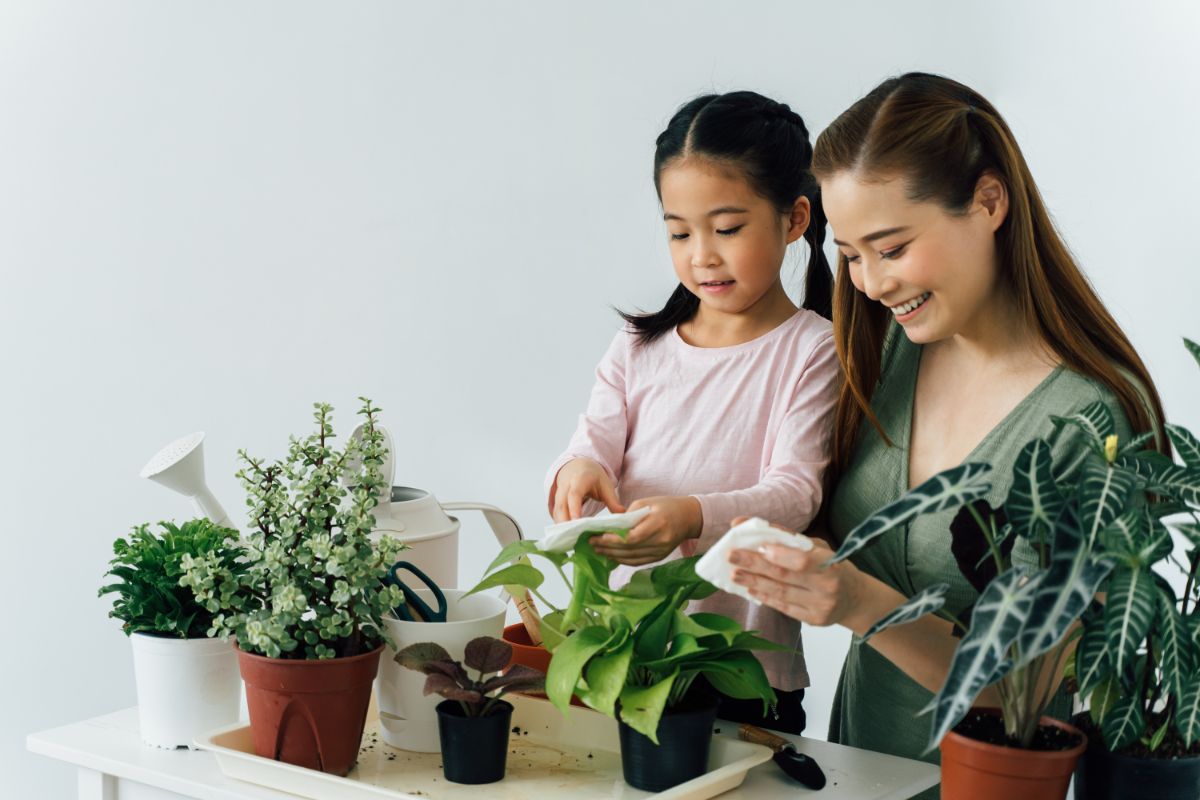 Como fazer faxina nas plantas e bombar seu crescimento?