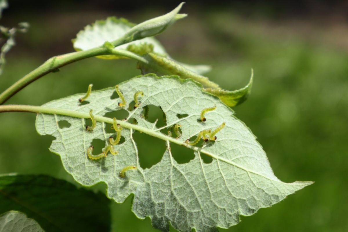 Veja como eliminar lagartas e mandruvá das palmeiras e resolva o problema
