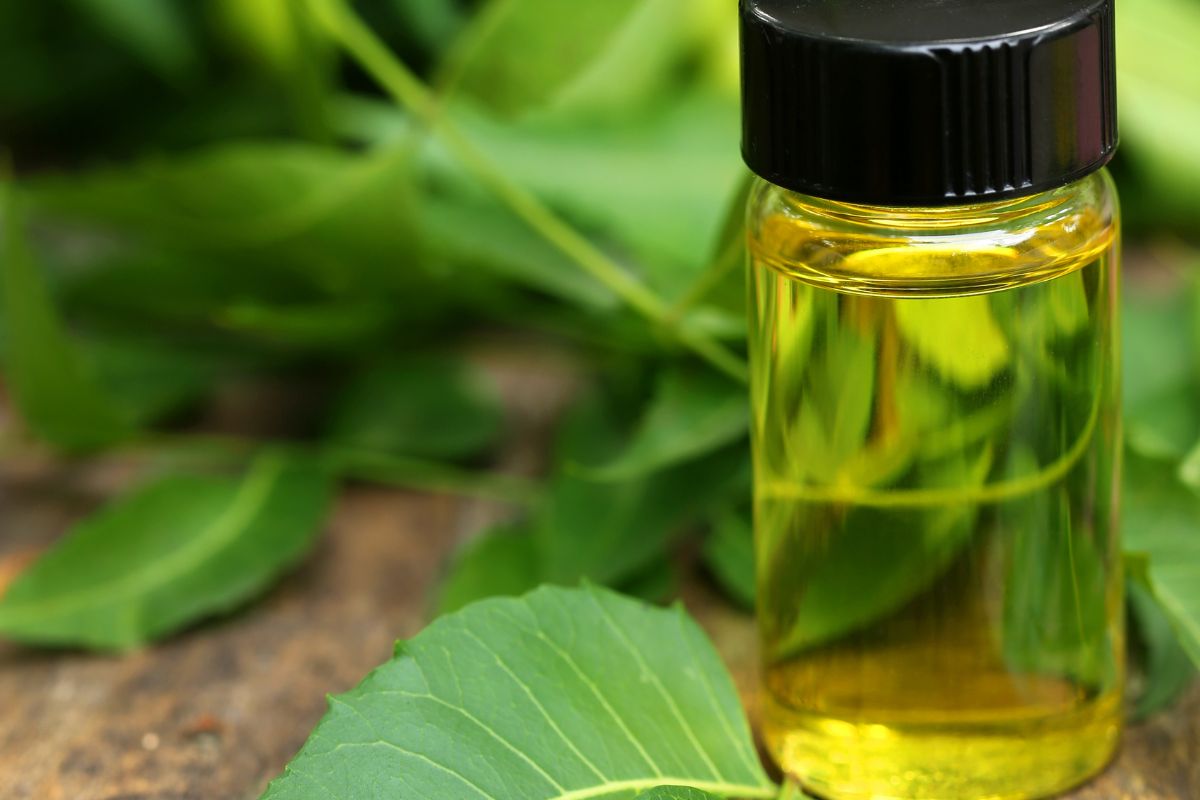 Saiba o motivo de sempre ter óleo de neem em sua casa e resolva muitos problemas facilmente