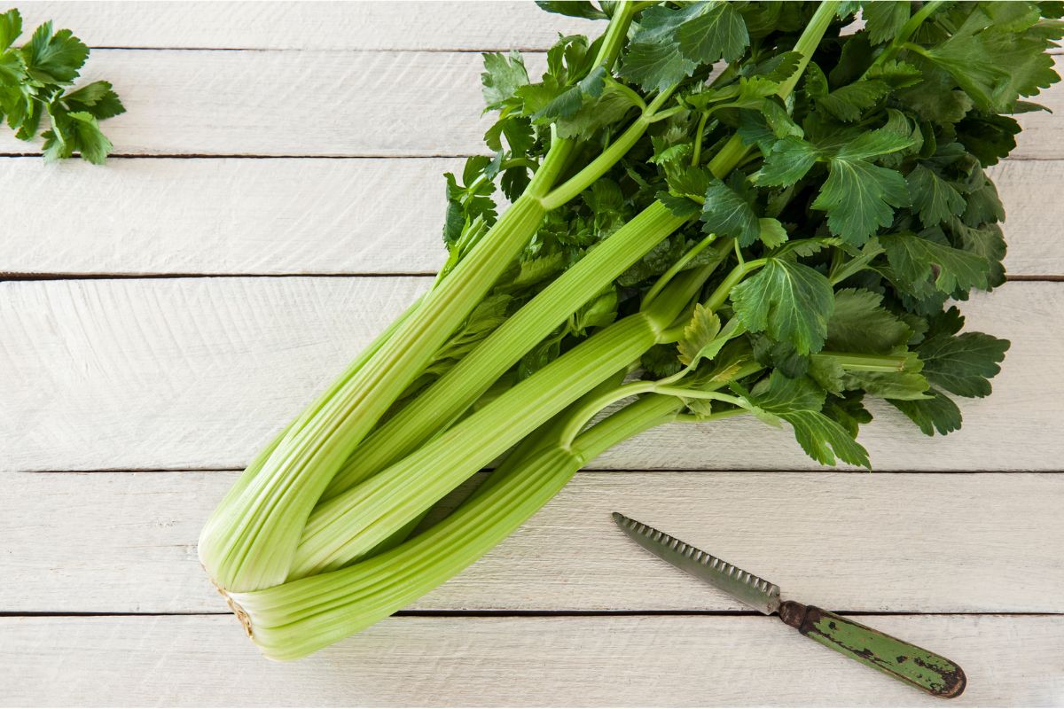 Veja como cultivar salsão em vasos e plante em pequenos espaços