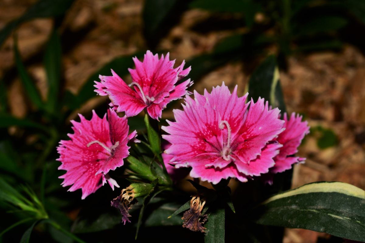 Flor delicada! Como cultivar cravina? — Reprodução Canva