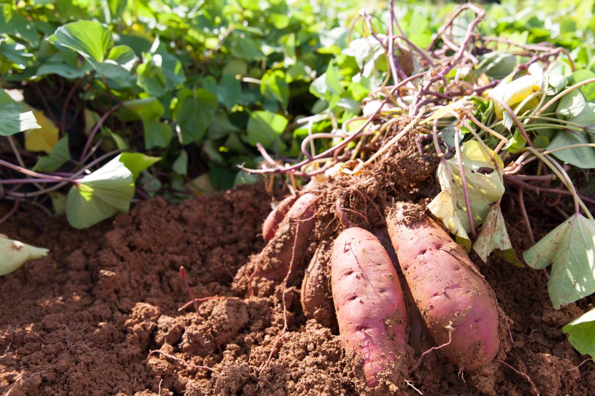 Qual a melhor época do ano para plantar batata doce?