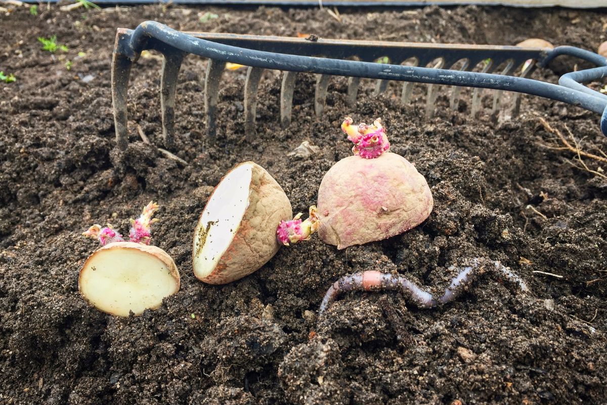 Qual a melhor época do ano para plantar batata doce? — Reprodução Canva