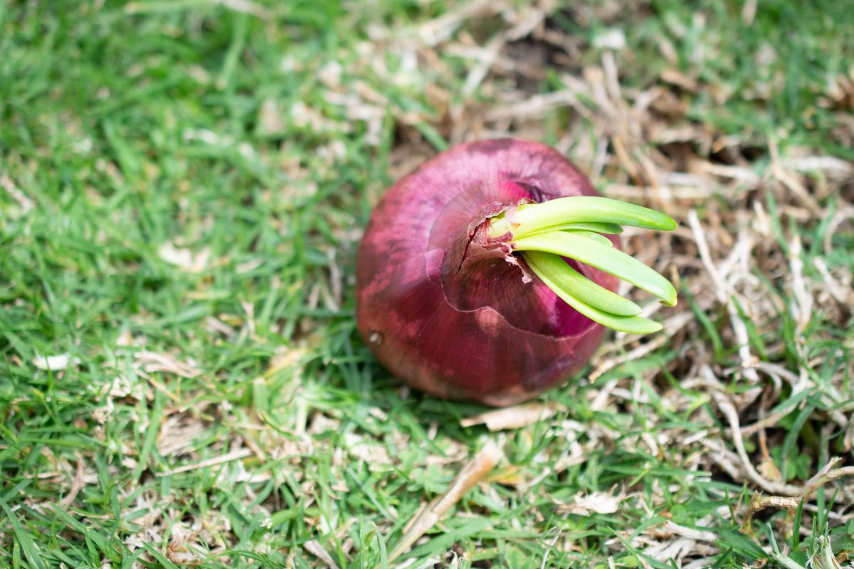 Aprenda os truques para cultivar cebola roxa — Reprodução Canva