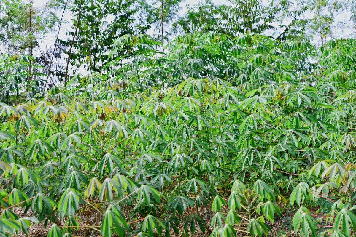 Qual o melhor mês para plantar mandioca?