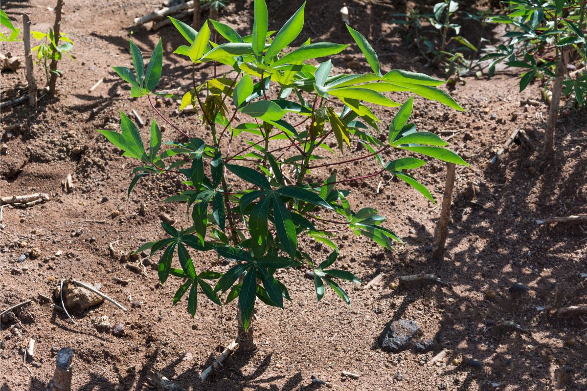 Qual o melhor mês para plantar mandioca? — Reprodução Canva