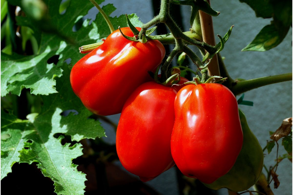 Como germinar sementes de tomate italiano? — Reprodução Canva