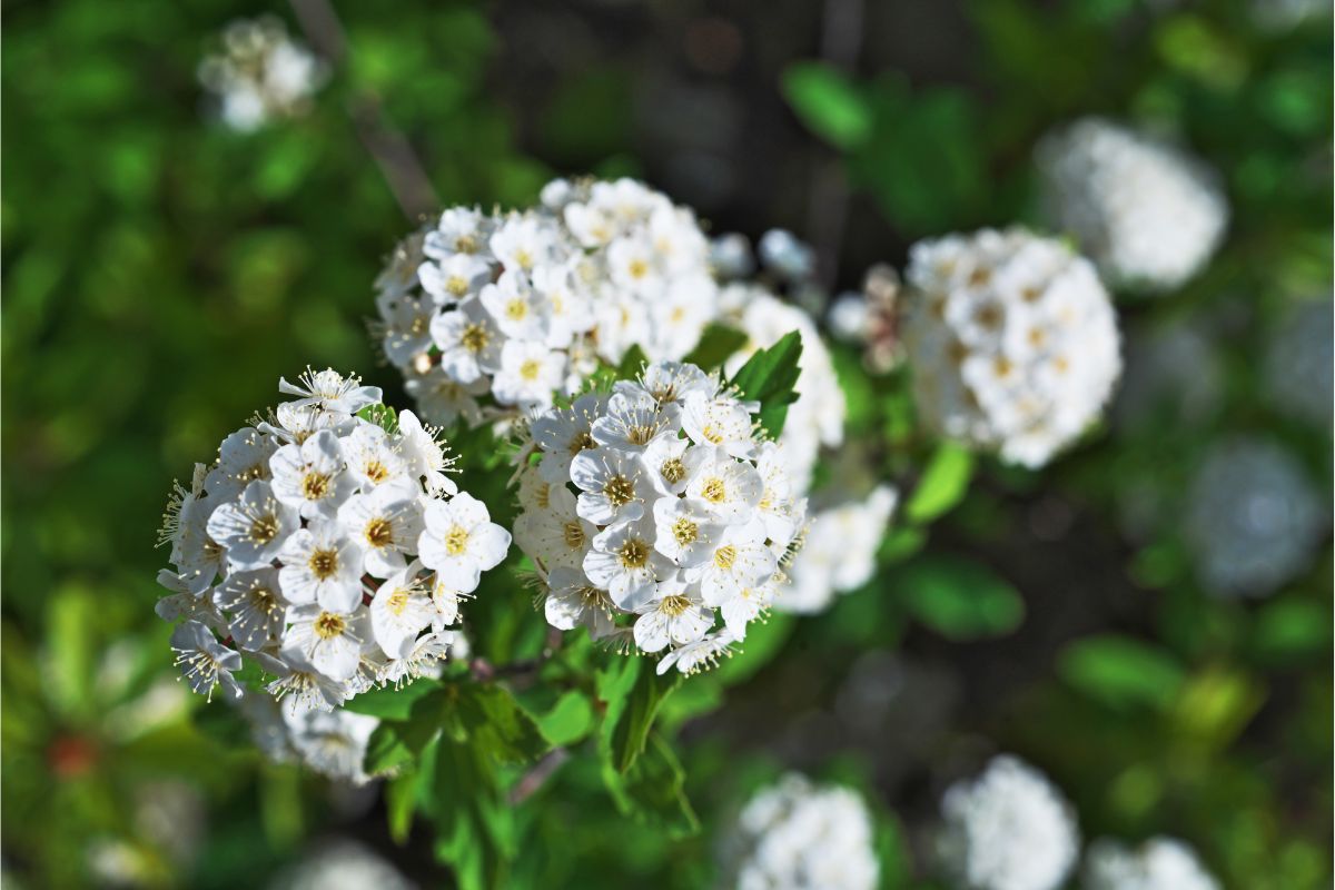 Belas flores: saiba como cultivar a planta buquê-de-noiva no seu jardim